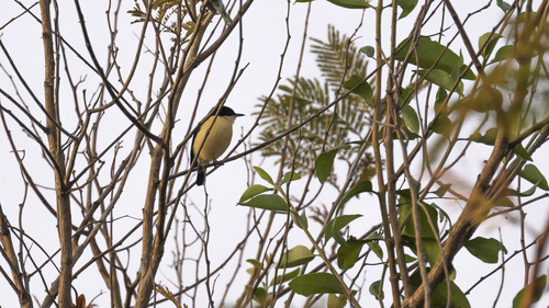 Yellow-bellied Hyliota