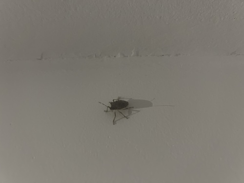 Halyomorpha halys