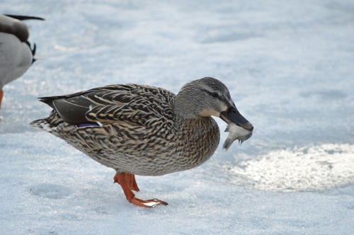 Mallard photographed in Massachusetts