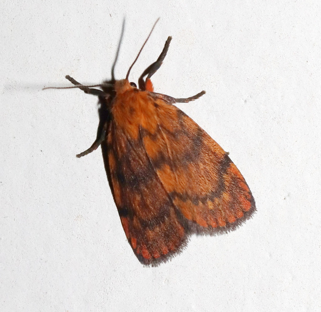 Cyme structa from Witta QLD 4552, Australia on February 28, 2025 at 10: ...