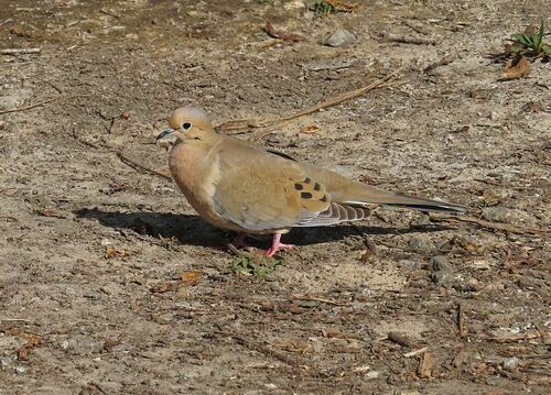 iNaturalist observation photo of Mourning Dove