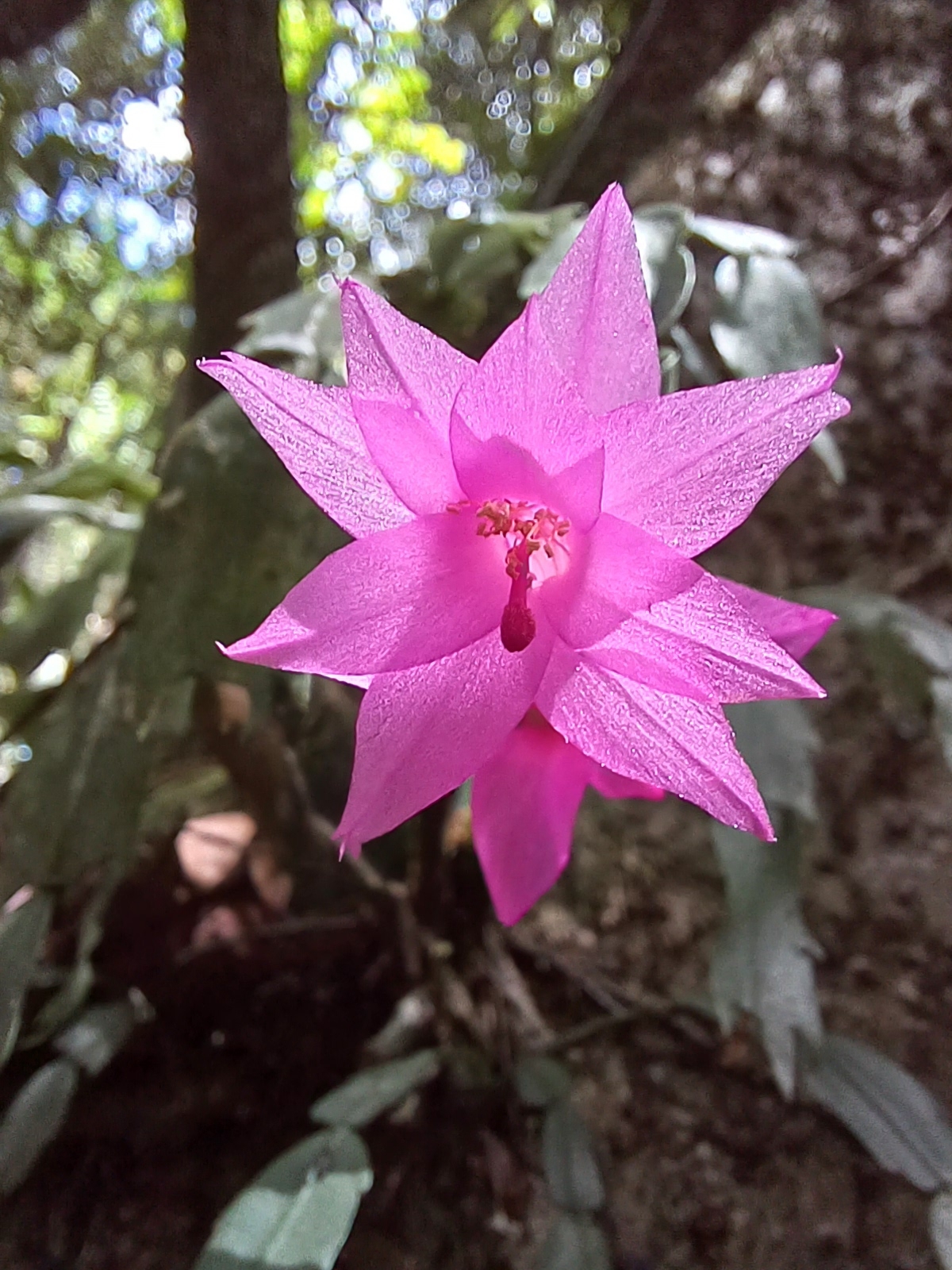 Schlumbergera kautskyi