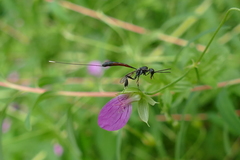 Gasteruption jaculator