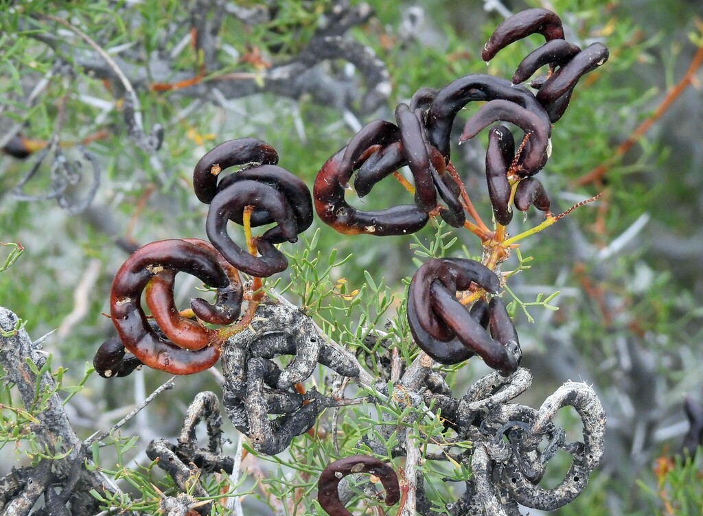 Prosopis denudans Benth.