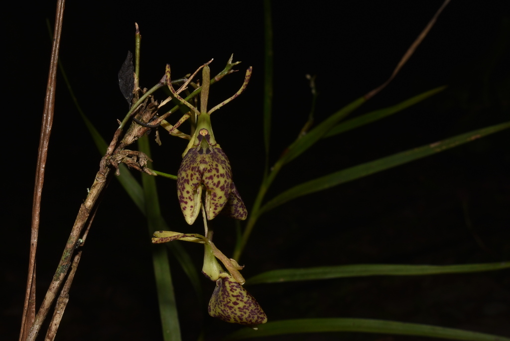 Epidendrum gomezii Schltr. 2