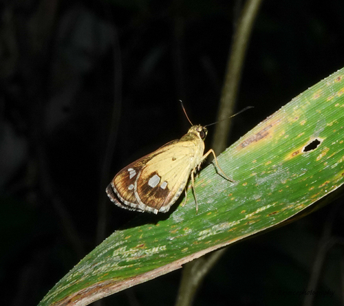 Khasi Forest Bob