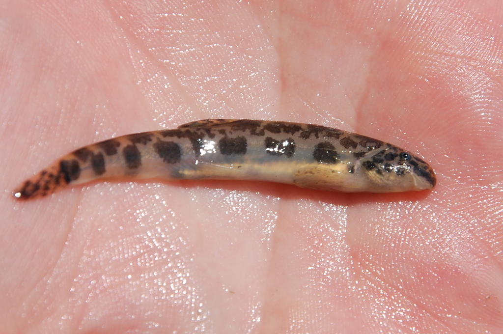 Bulgarian Golden Loach