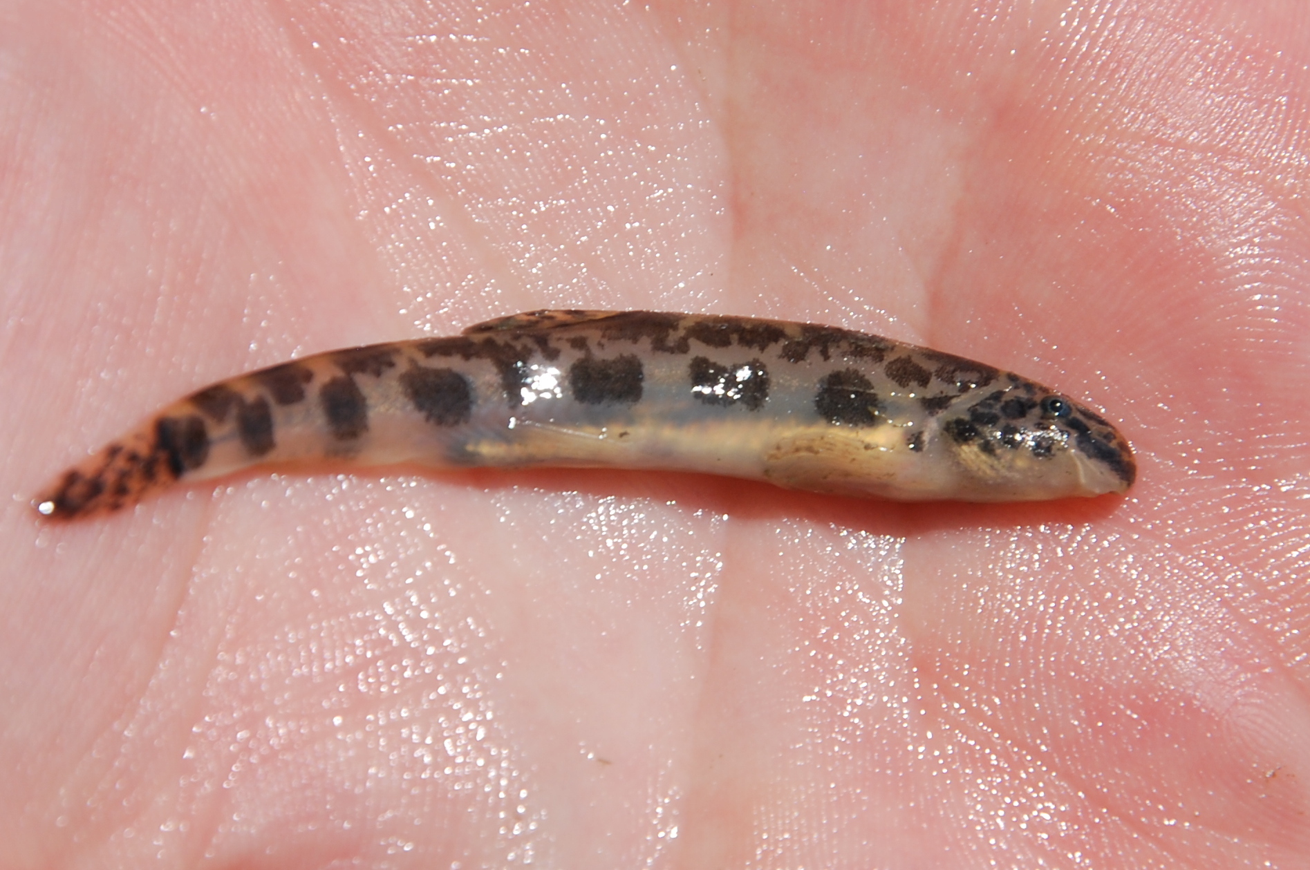 Bulgarian Golden Loach photo 3