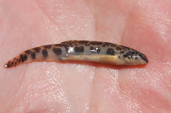 Bulgarian Golden Loach photo 1