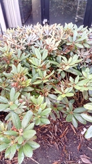 Rhododendron yakushimanum