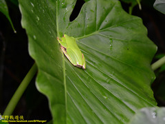 Zhangixalus prasinatus