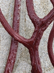 Subergorgia suberosa