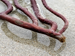 Subergorgia suberosa