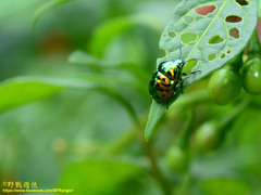Lamprocoris lateralis