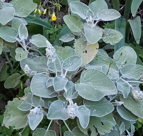 Gomera Spiderwort (Sideritis cretica)