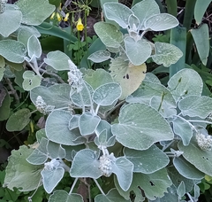 Sideritis cretica