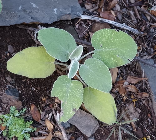 Sideritis cretica, photograph 1