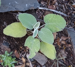 Sideritis cretica, photograph author not stated, no rights reserved