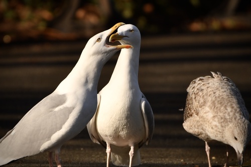 Herring Gull｜银鸥 参考照片