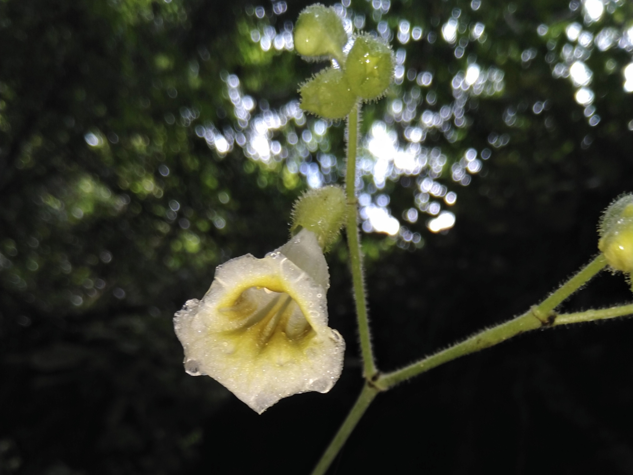 Pseudochirita guangxiensis
