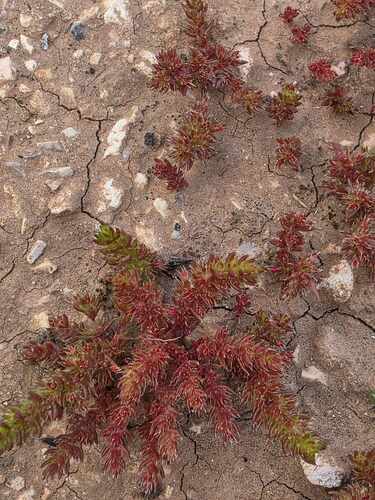 Crassula alata alata