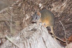 Yellow-Footed Antechinus photo 3