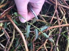 Persicaria strigosa