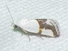 Ponometia dorneri