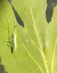 Meconema meridionale