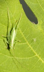 Meconema meridionale