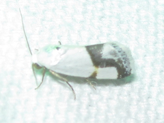 Ponometia dorneri
