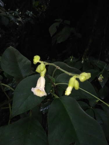 Pseudochirita