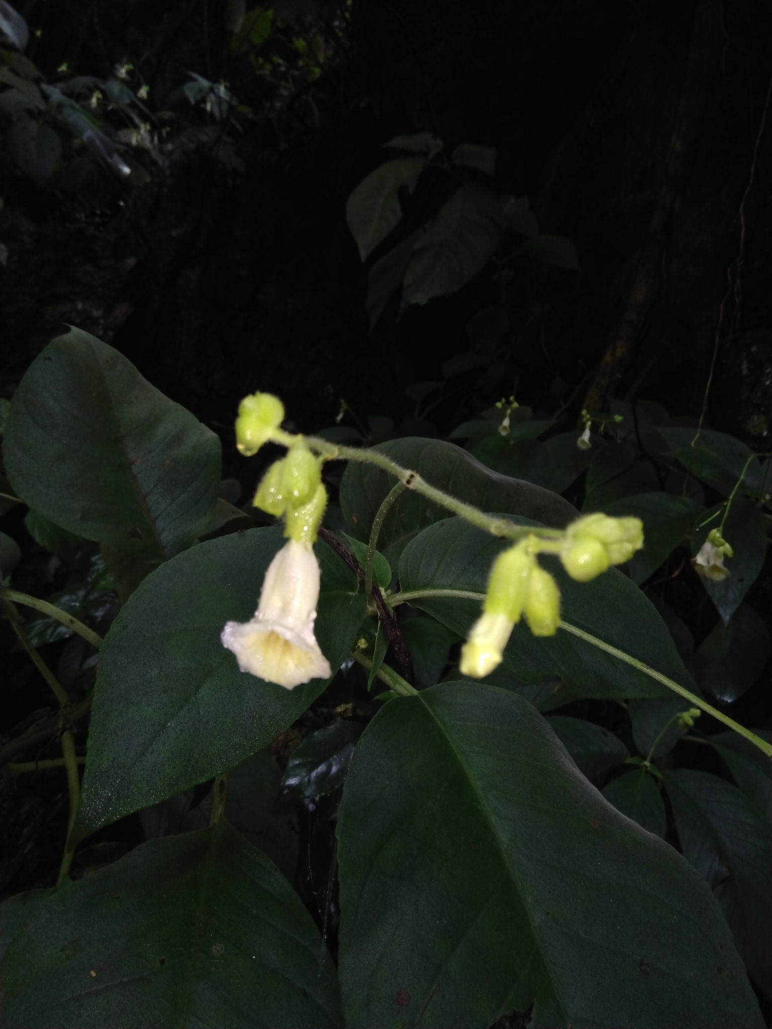 Pseudochirita
