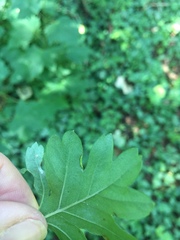 Phyllocoptes goniothorax