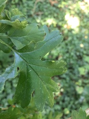 Phyllocoptes goniothorax