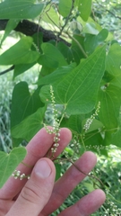 Dioscorea japonica