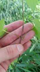 Dioscorea japonica