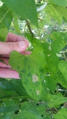 Dioscorea japonica