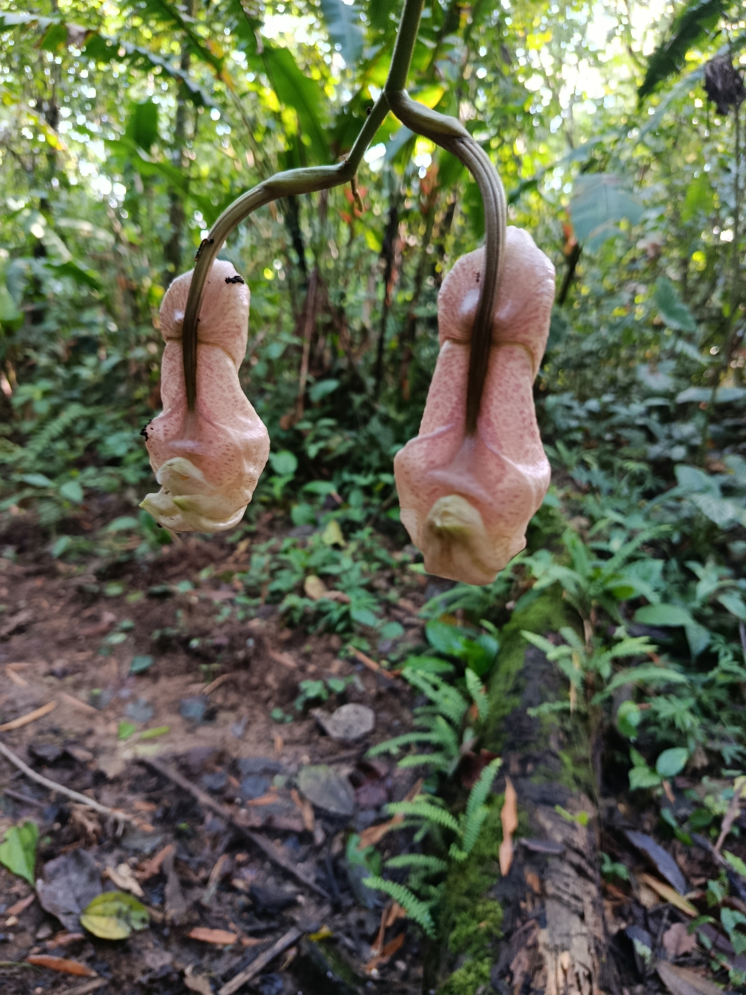 Coryanthes macrocorys Rolfe 2