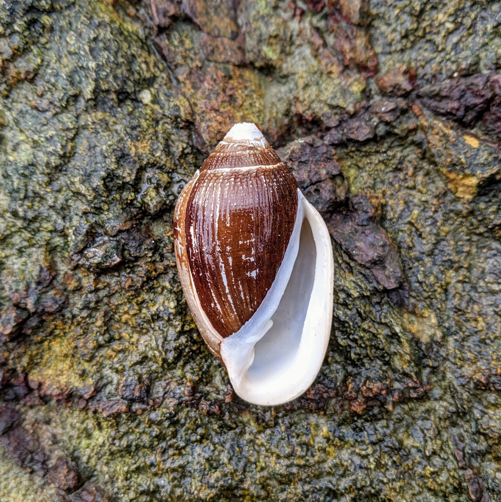 Judas Ear Cassidula