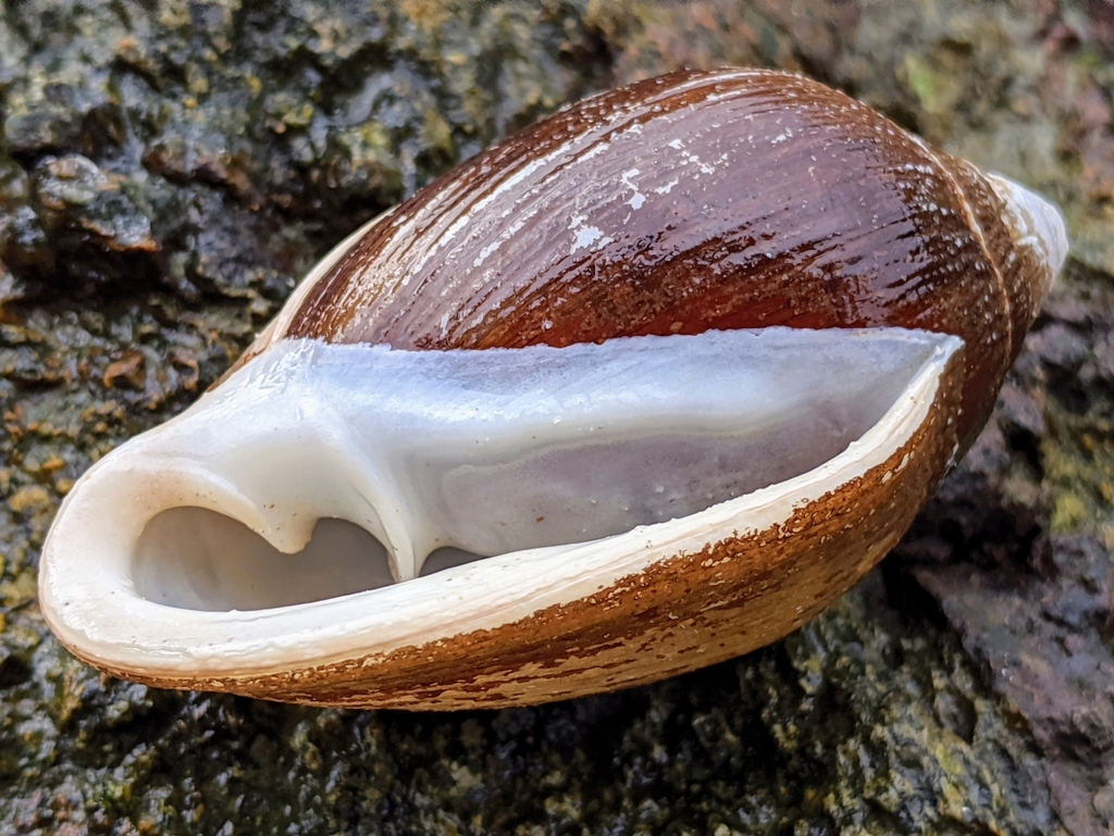 Judas Ear Cassidula