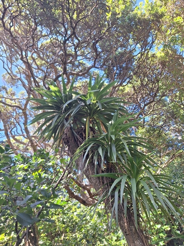 Three Kings Cabbage Tree (Cordyline obtecta)