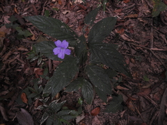 Ruellia stemonacanthoides