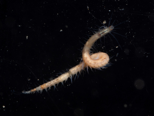 Eusyllis blomstrandi