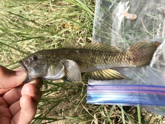 Acentrogobius viridipunctatus
