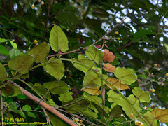Cissus pteroclada