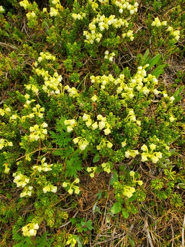 Image of Phyllodoce glanduliflora by no rights reserved