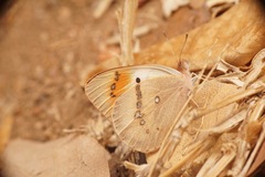 Colotis annae annae