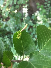 Tetraneura