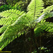 Alsophila Ferns - Photo (c) Kinmatsu Lin, some rights reserved (CC BY-NC), uploaded by Kinmatsu Lin